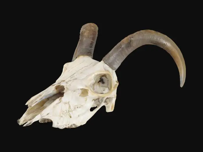 3D model for bighorn sheep skull