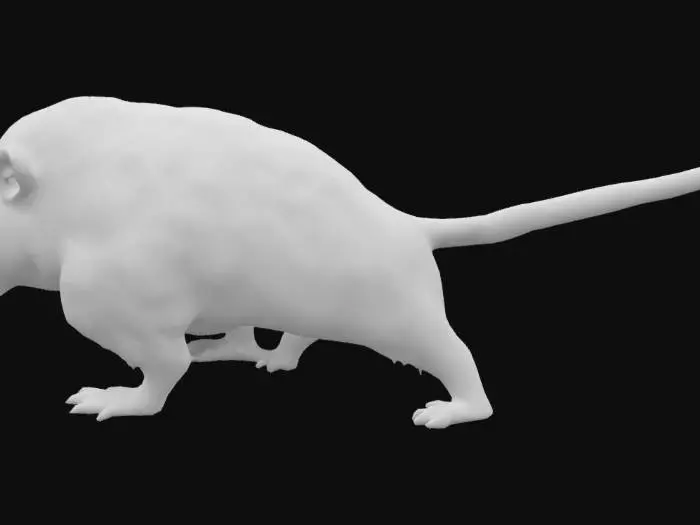 3D model for Fierce Opossum