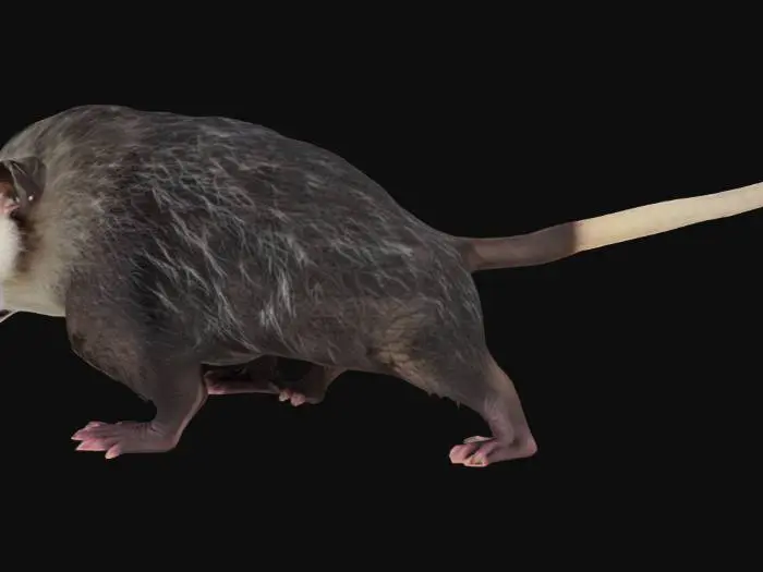 3D model for Fierce Opossum