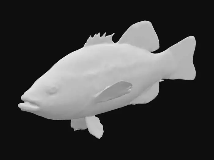 3D model for Largemouth Bass Illustration