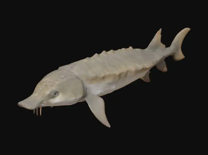 3D model for Sturgeon 
