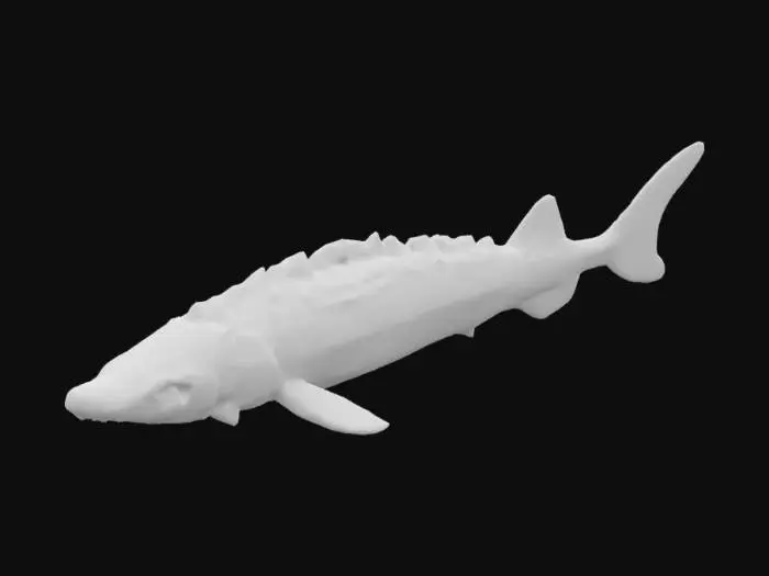3D model for Sturgeon Profile