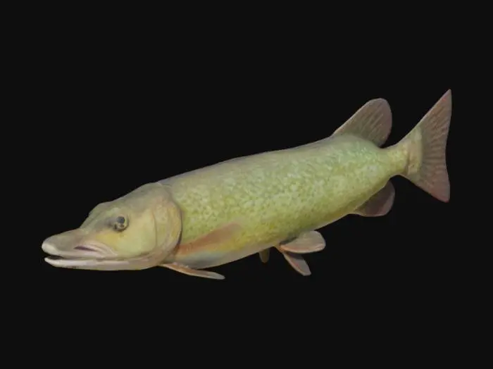 3D model for Pike 