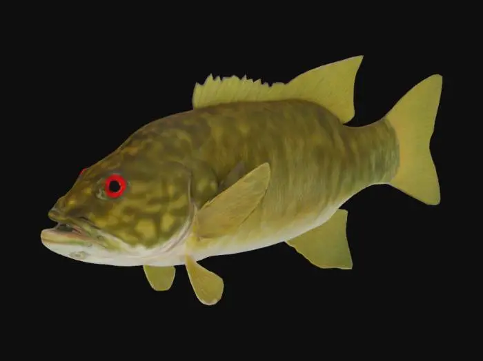3D model for Lively Bass