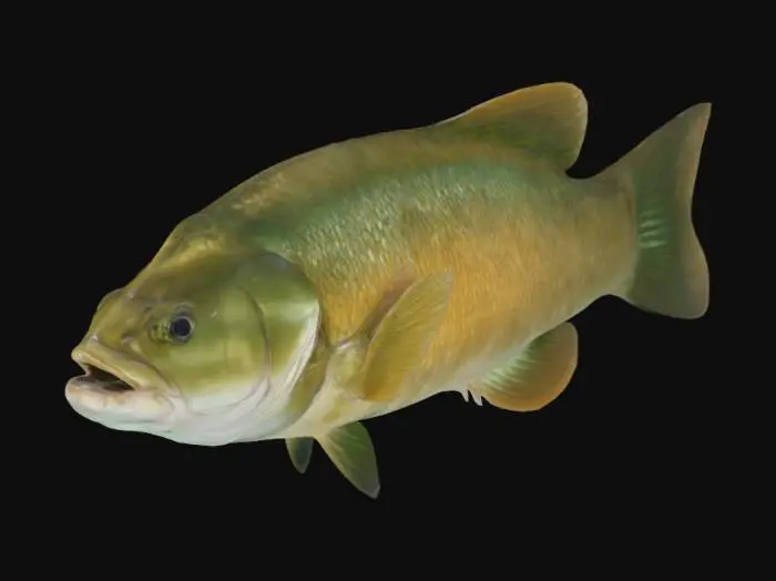 3D model for Smallmouth Bass