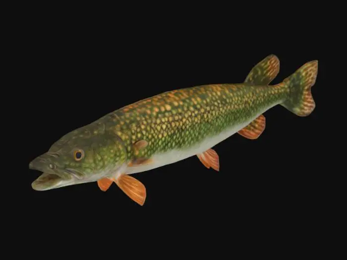 3D model for Pike 