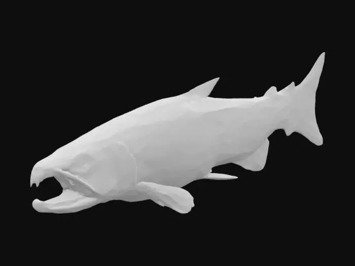 3D model for Coho Salmon