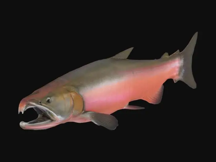 3D model for Coho Salmon