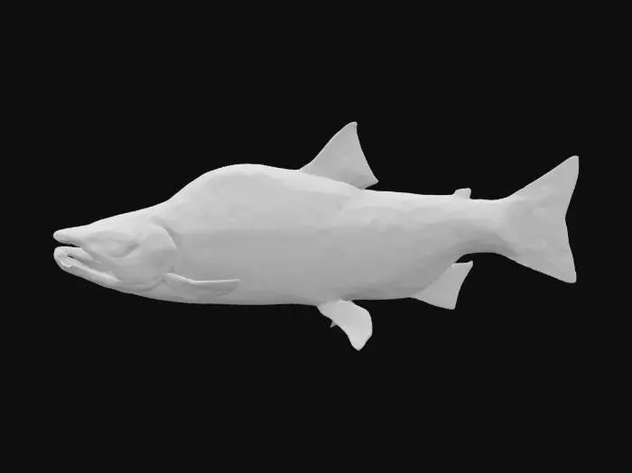 3D model for Pink Coho Salmon 