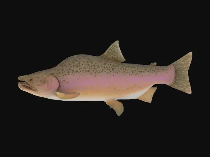 3D model for Pink Coho Salmon 