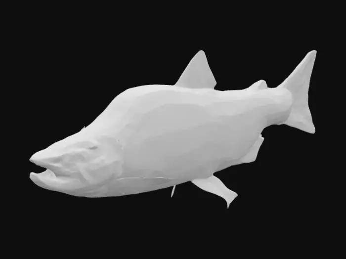 3D model for Pink Coho Salmon 