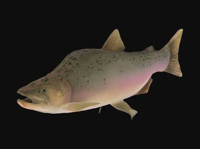 3D model for Pink Coho Salmon 