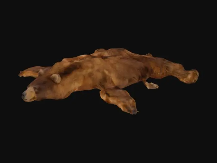 3D model for Bear Rug