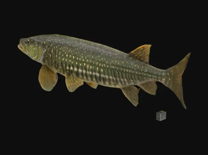 3D model for Northern Pike Underwater