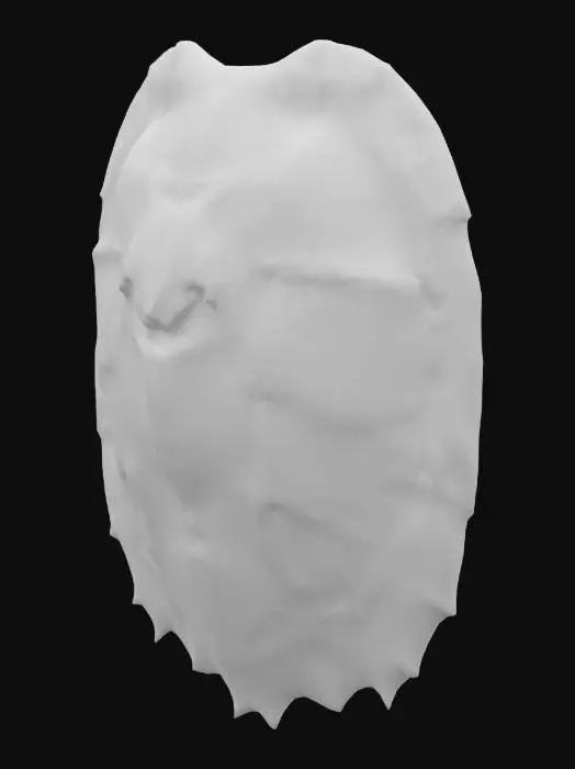 3D model for Turtle Shell Beauty