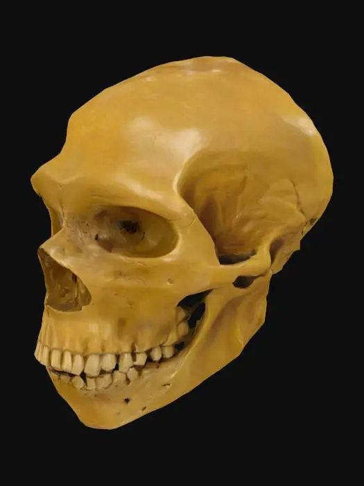 3D model for Neanderthal Skull Profile