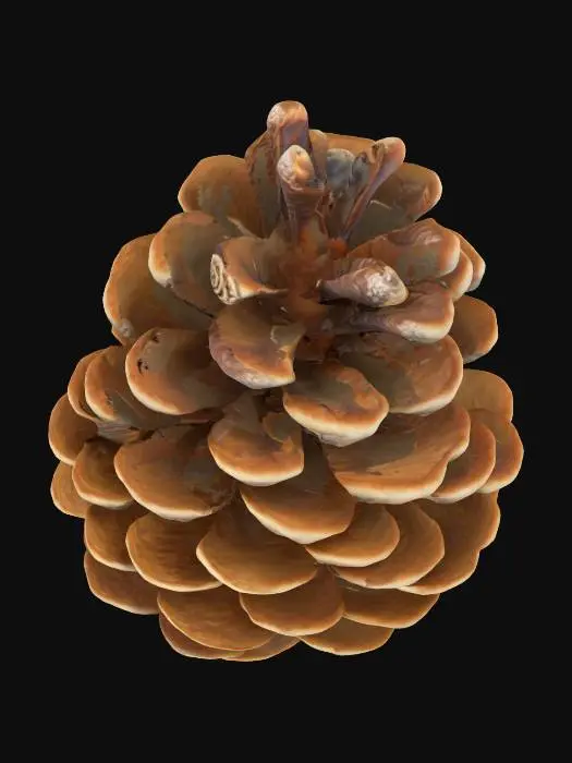 3D model for Pinecone Delight