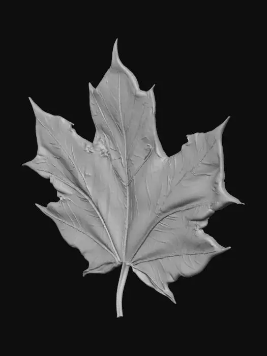 3D model for Autumn Maple Leaf