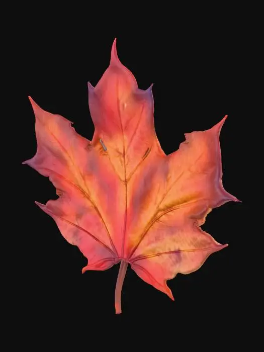 3D model for Autumn Maple Leaf