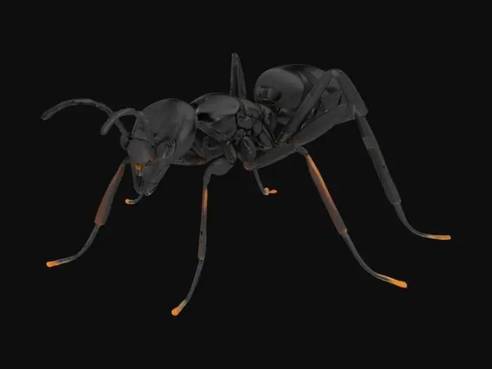 3D model for A realistic 3D model of a black ant, full body, highly detailed with segmented body parts: head, thorax, and abdomen, six jointed legs, bent antennae, textured exoskeleton, glossy black surface, natural standing pose on flat ground, realistic proportions, no background, medium polygon count, optimized for 3D rendering or printing
