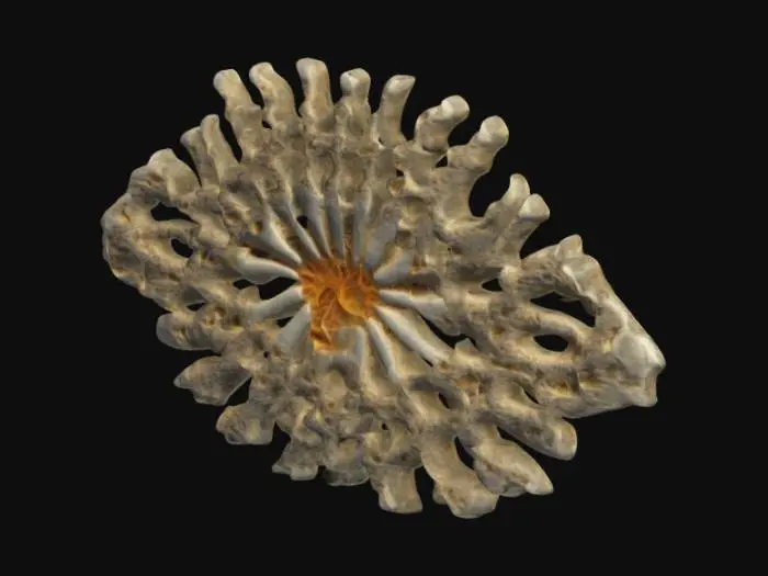 3D model for  a fractal  fossil  bone  ridged branching  thoraxanoid