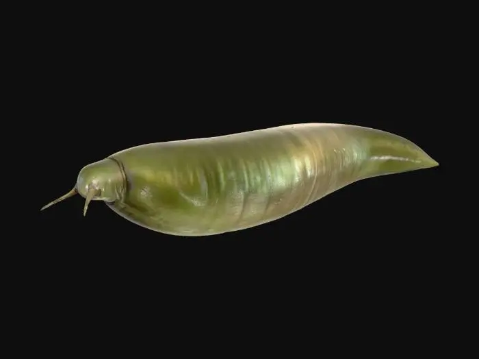 3D model for A giant slug with a long, smooth body. Slimy gray-green skin, shiny and wet. Underside ridged. Head blunt with a round mouth and short tendrils. Highly photorealistic, ultra-detailed, neutral pose.