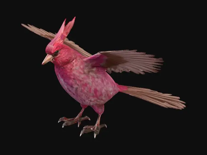 3D model for Ultra-realistic 3D model of a Purple Finch in a neutral T-pose, wings fully spread outward. Feathers washed in raspberry-red tones over head and chest, blending into streaked brown wings and tail. Lifelike feather detail, realistic beak and claws, clean neutral studio background.