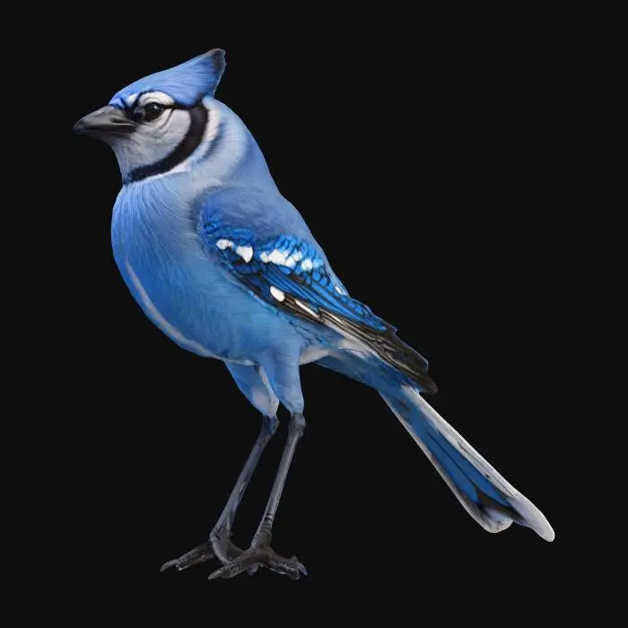 3D model for hyper realistic blue jay bird
