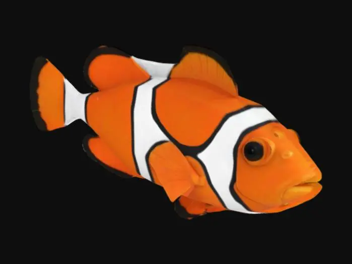 3D model for Clownfish, lowpoly 
