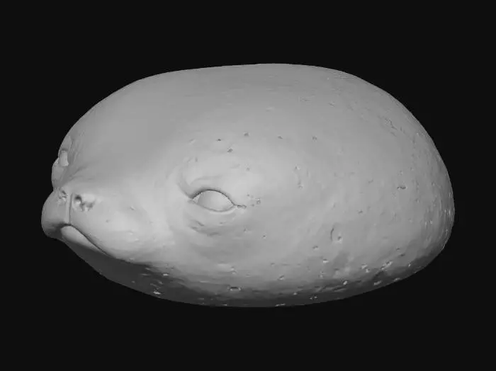 3D model for Mocha Seal