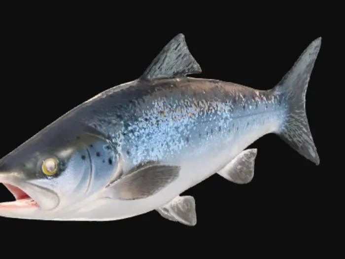 3D model for Silver Streamer