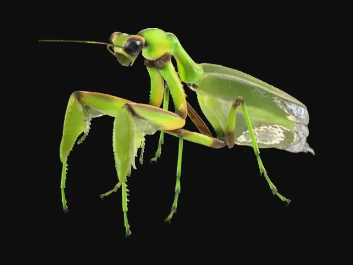 3D model for Praying Mantis Perfection