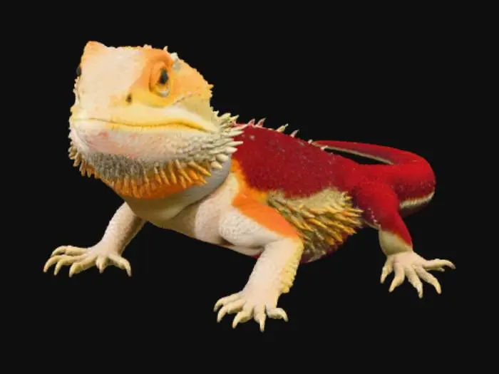 3D model for Lizard in Comfort