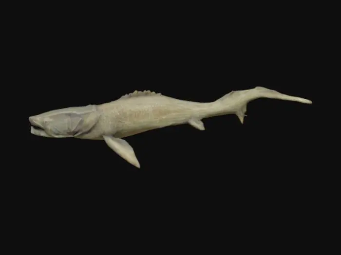 3D model for Dunkleosteus 