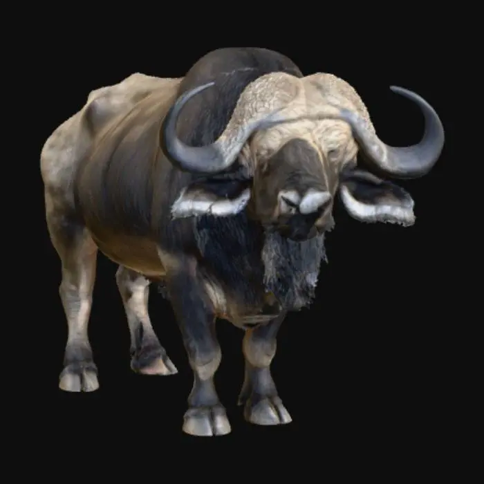3D model for Buffalo Majesty