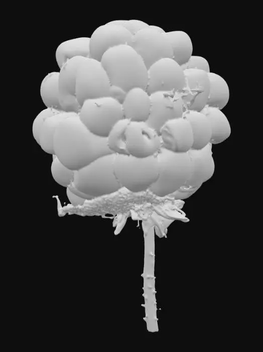 3D model for Blackberry Delight