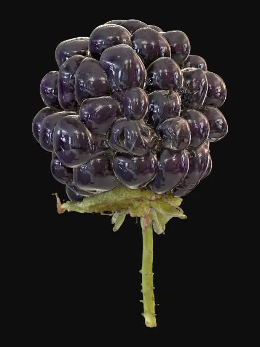 3D model for Blackberry Delight