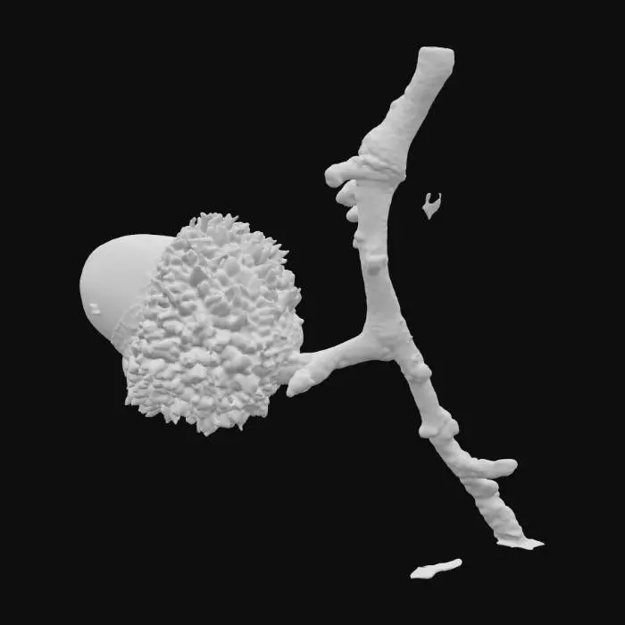 3D model for Acorn Bloom