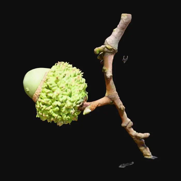 3D model for Acorn Bloom