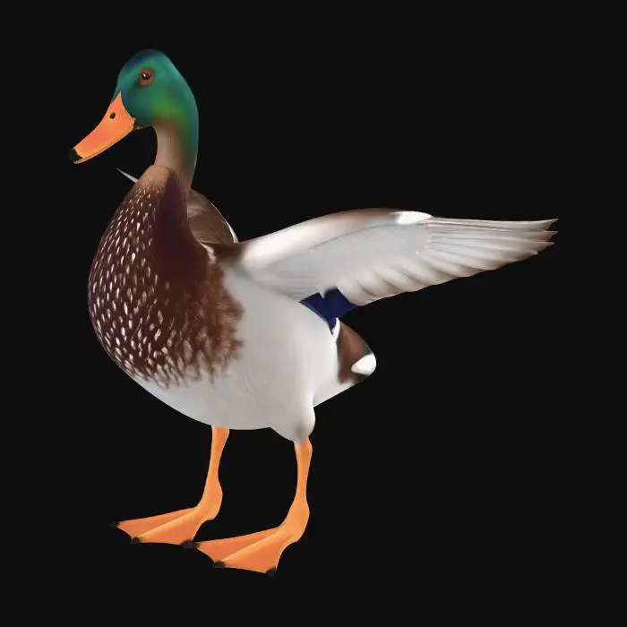 3D model for Create a realistic wild duck for duck hunting