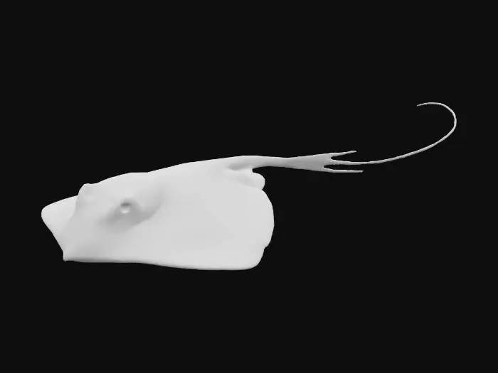 3D model for Stingray Elegance