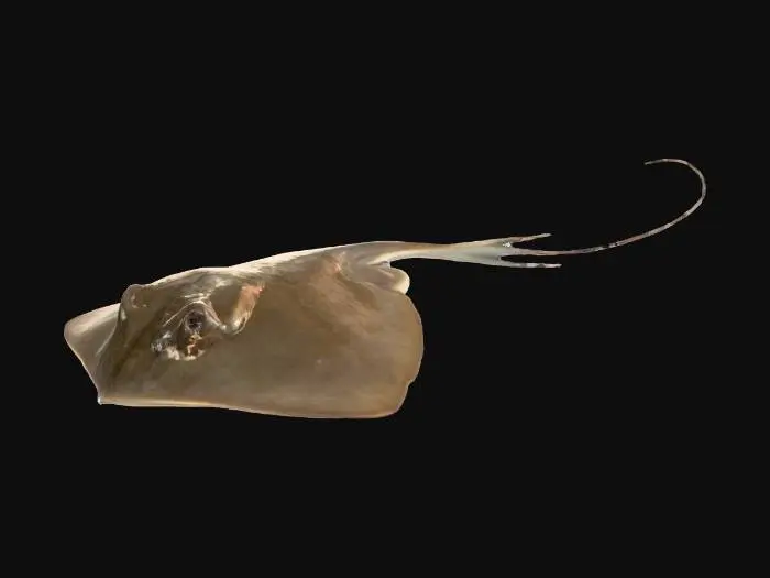 3D model for Stingray Elegance