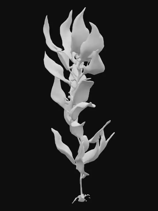 3D model for Seaweed Illustration