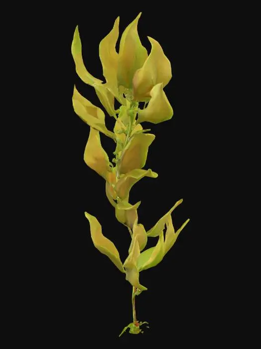 3D model for Seaweed Illustration