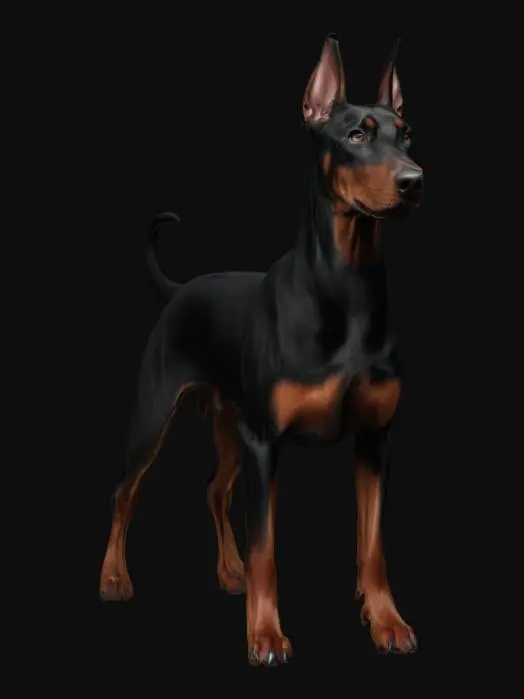 3D model for Doberman Stance