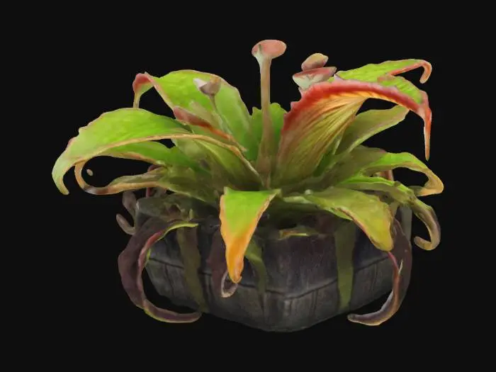 3D model for Carnivorous Charm