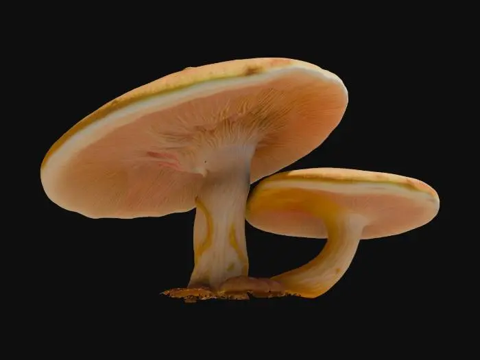 3D model for A highly detailed 3D model of a mystical mushroom inspired by Psilocybe cubensis. The cap is smooth and slightly convex, transitioning from a golden-brown center to a pale edge, with delicate gills underneath. The thick stem is slightly curved, featuring a textured veil remnant. The mushroom emits a faint bioluminescent glow, giving it an ethereal, psychedelic aura. Modeled with realistic organic details and a slightly surreal twist., #game figure#