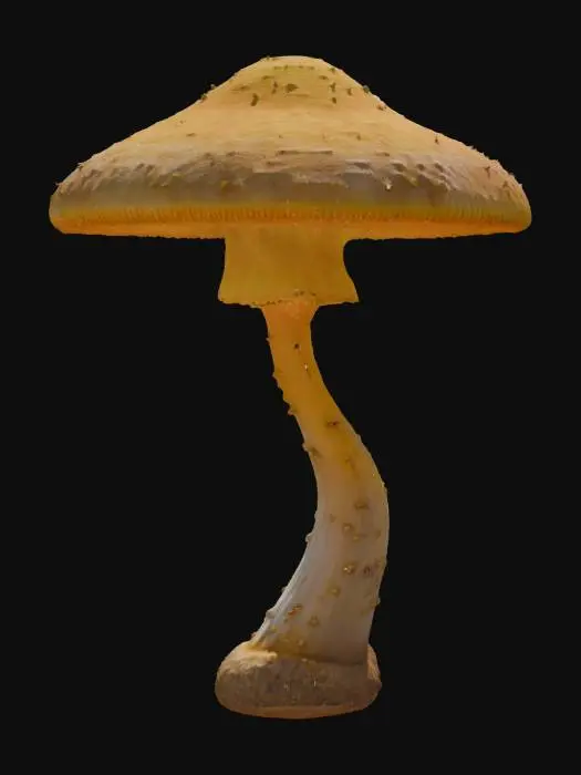 3D model for A highly detailed 3D model of a mystical mushroom inspired by Psilocybe cubensis. The cap is smooth and slightly convex, transitioning from a golden-brown center to a pale edge, with delicate gills underneath. The thick stem is slightly curved, featuring a textured veil remnant. The mushroom emits a faint bioluminescent glow, giving it an ethereal, psychedelic aura. Modeled with realistic organic details and a slightly surreal twist., #game figure#