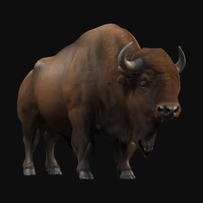 3D model for Create a highly detailed 3D model of a European bison (żubr) standing in a forest clearing. The żubr has a muscular, powerful build, with a thick brown coat and a large hump over its shoulders. Its horns are short and curved, and its expression is calm yet majestic. The forest environment is lush, with tall trees, dense undergrowth, and soft sunlight filtering through the leaves, creating a serene, natural atmosphere. Use realistic textures for the fur, horns, and forest floor.