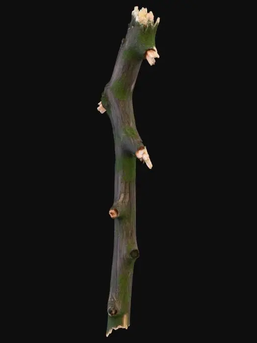 3D model for một cây gậy trông như được bẻ từ một nhánh cây nào đó, có thể miễn cưỡng dùng tạm làm vũ khí